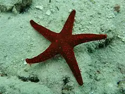 Spécimen des Maldives.
