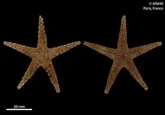 Holotype du MNHN.