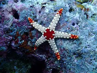 Fromia nodosa.