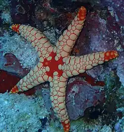 Aux Maldives.