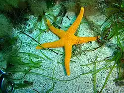 Fromia polypora.