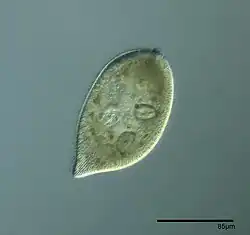 Frontonia atra X160