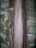 Gros plan d'une fissure de givre avec des callosités et du bois nu