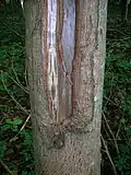 Point d'initiation d'une fissure de givre sur un frêne
