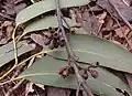 Fruit d Eucalyptus delegatensis au jardin jungle