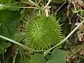 Fruit de Marah fabacea au jardin jungle