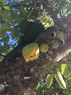 Fruits et fleurs de corossol sur l'arbre.