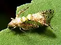 Euaresta aequalis.