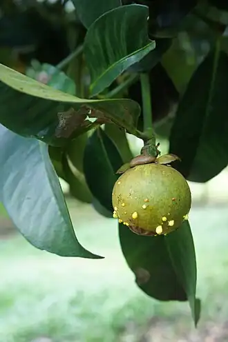 Jeune mangoustan d'où perlent des gouttes de latex jaune.