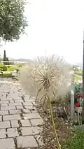 Pappus de salsifis douteux.