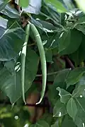 Fruits