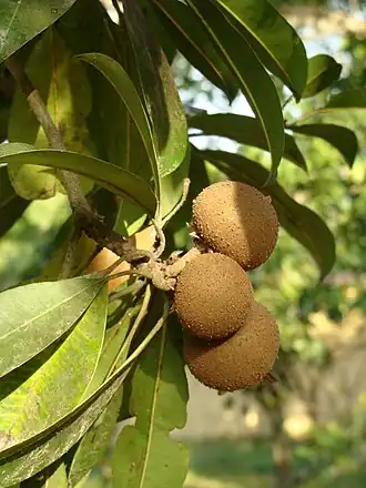 Description de l'image Frutos_del_níspero_criollo.jpg.