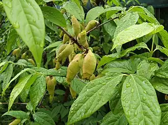 Chimonanthus praecox (Laurales).