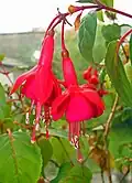 Fleurs de Fuchsia à L'Hôpital (Moselle).