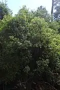 Plant adulte.