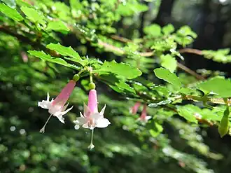 Description de l'image Fuchsia thymifolia Kunth (AM AK360617-2).jpg.