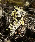 Fulgensia fulgens, au-dessus (en jaune) Psora decipiens, en dessous (en rouge).