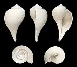 Fulguropsis radula (fossile)