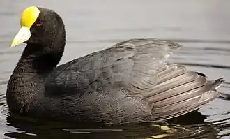Description de l'image Fulica leucoptera GALLARETA CHICA.jpg.