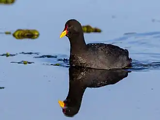 Description de l'image Fulica rufifrons - Red-fronted coot; Punta del Este, Uruguay.jpg.