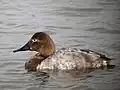 ♀
