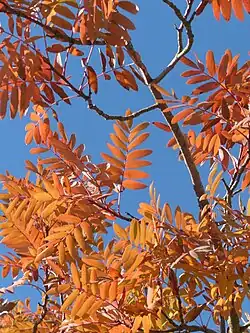 Couleur des feuilles en automne.
