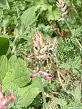 Fumeterre officinale