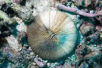 Lithophyllon concinna