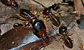 Termites macrotermes carbonarius