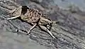 Coléoptères anthribidae habrissus