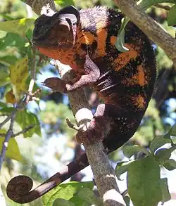 Caméléon panthère Furcifer pardadis