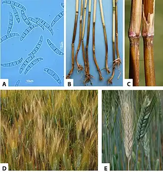 Description de l'image Fusarium culmorum (01).jpg.