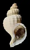 Fusitriton oregonensis
