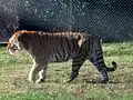 Tigre de Sibérie