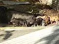 Un élevage de cochons à Futuna.