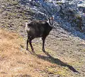 Rupicapra rupicapra