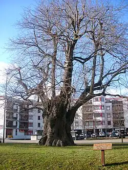 Göttingen