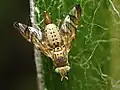 Terellia tussilaginis.