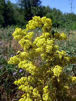 Gaillet(Galium verum).
