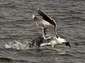 Le Goéland marin attrape un canard eider