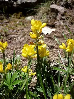 Genêt ailé (Genista sagittalis)