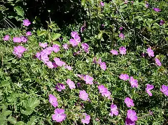 Géranium sanguin.
