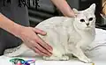 Chat blanc avaec des reflets gris sur une table.