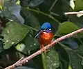 Martin-pêcheur méninting