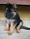 Chiot berger allemand.