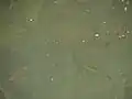 Un lac peuplé.
