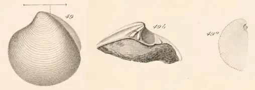 Here excavata