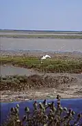 Gabian survolant une sansouïre