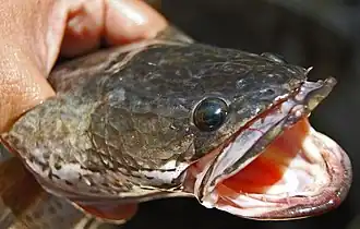 Channa striata, Java, Indonésie
