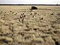 Springboks dans la savane d'Etosha.